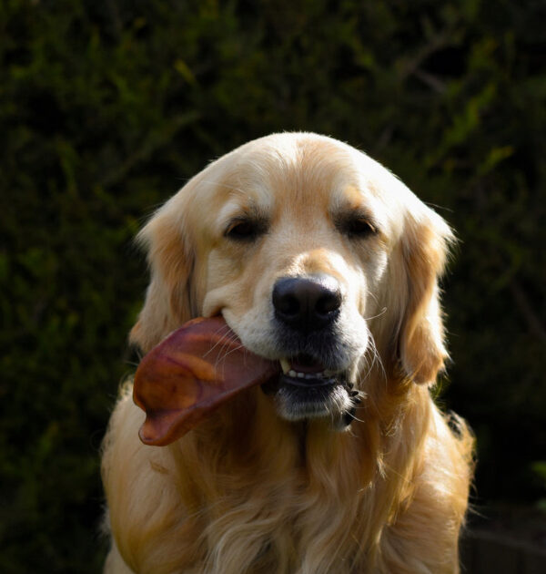 Pig’s Ear
