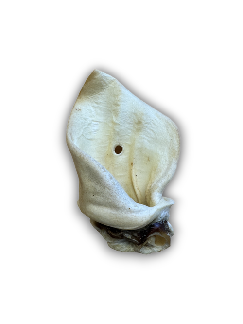 Meaty Cow Ear