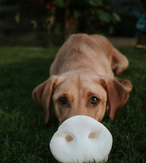 Puffed Pig Snout