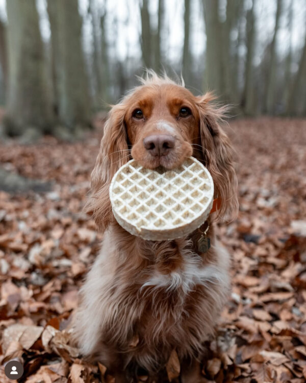 Collagen Waffle-Large