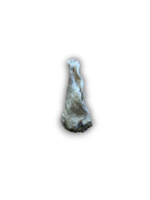 Hairy Lamb Ear