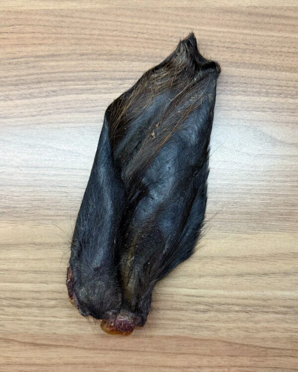 Hairy Buffalo Ear