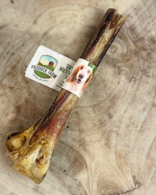 Ostrich Metatarsus Bone