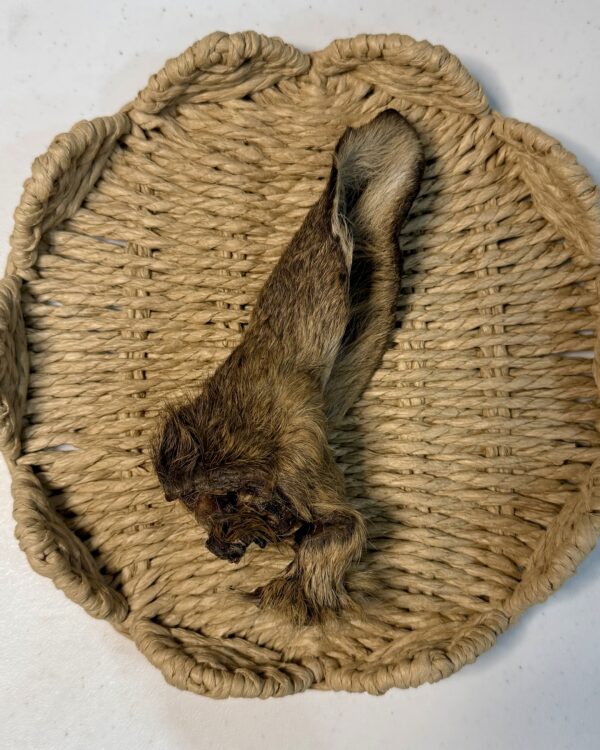Roe Venison Ear With Fur