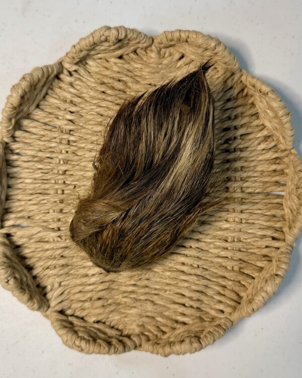 Wild Boar Ear With Fur