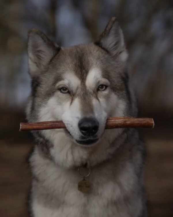 Bully Pizzle - Large