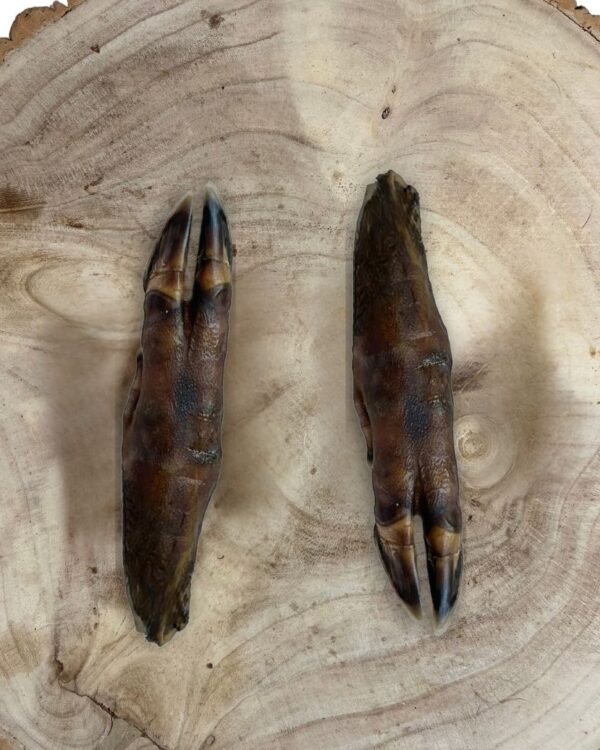 Wild Boar Trotter