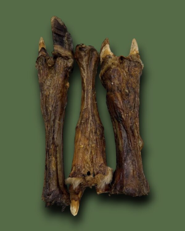 Cow Leg Without Hoof