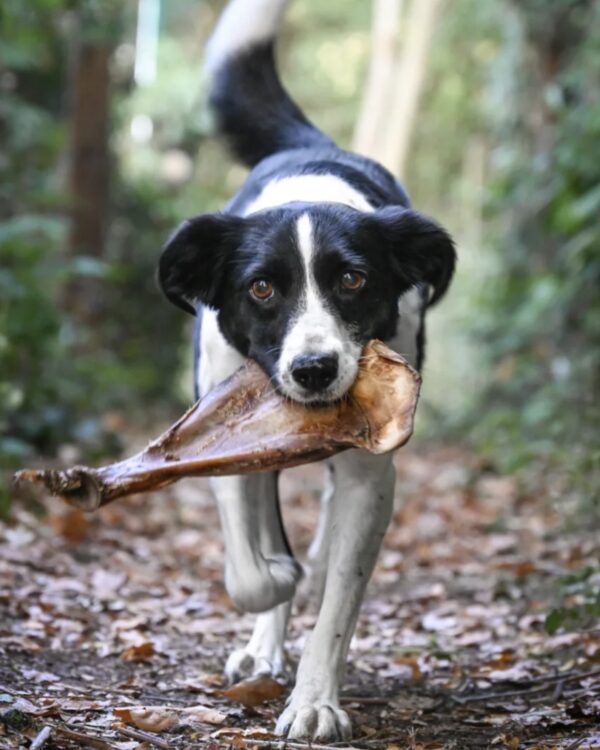 Wild Game Paddle Bone - Large