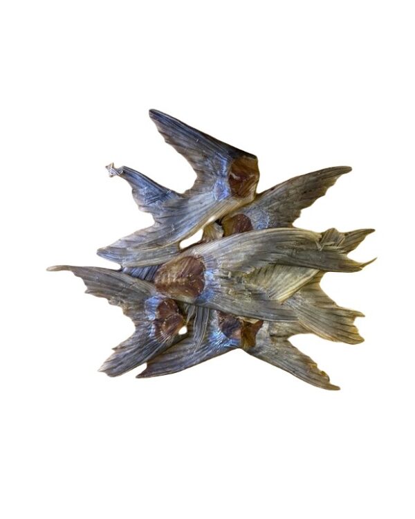 Pangasius Tail